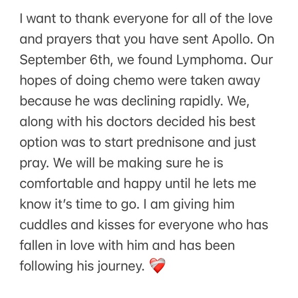 Apollo 🪽❤️‍🩹 - Picture 3 of 13